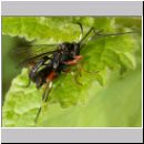 Ichneumonidae - Schlupfwespen-Paarung 01a 10mm.jpg